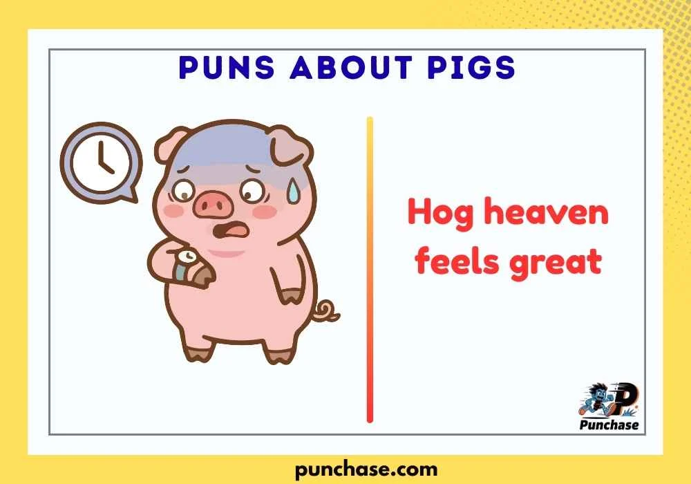 Puns About Pigs