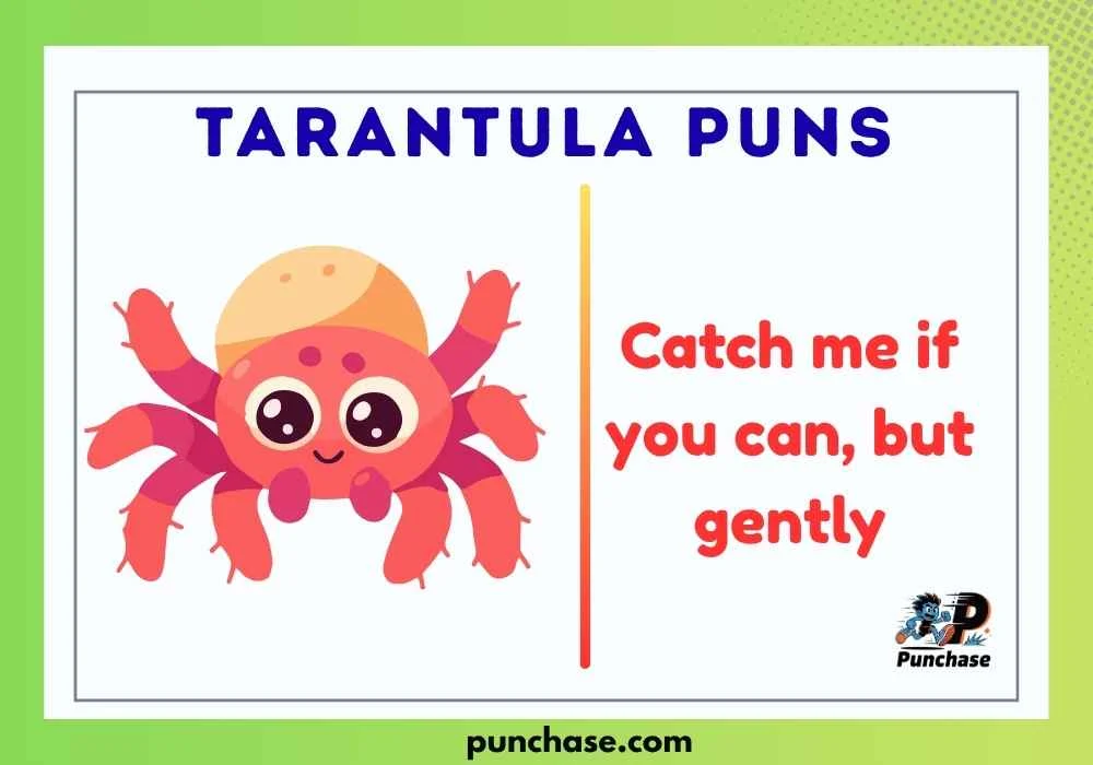 Tarantula Puns